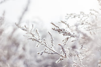 Close-up of frost-covered branches in a serene winter landscape. HD wallpaper