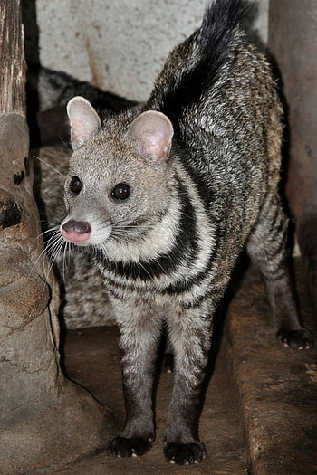 Large Indian civet, Viverra zibetha HD phone wallpaper