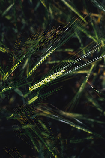 Cones, Wheat, Macro, Close-Up, Spikelets, Grains, Grain HD phone wallpaper