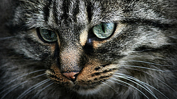 Caturday F, animal, wide screen, graphy, cat, beautiful, feline, pet HD wallpaper
