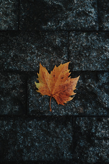 Nature, Autumn, Sheet, Leaf, Maple, Fallen HD phone wallpaper