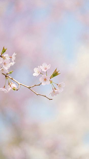 Petal Whisper — | Minimal Spring Bloom | Soft Pastel Background, Cherry Blossom, Flower HD phone wallpaper