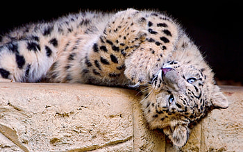 Animals, Leopards HD wallpaper