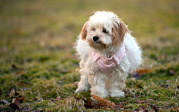 Animals, Grass, Leaves, Fluffy, Dog, Stroll HD wallpaper