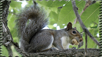 A Bit Nutty, bushy tail, graphy, Squirrel, green, rodent, peanut, tree HD wallpaper