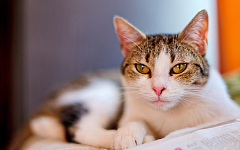 Animals, Cat, To Lie Down, Lie, Muzzle, Spotted, Spotty, Sight, Opinion, Greased, Smeared HD wallpaper