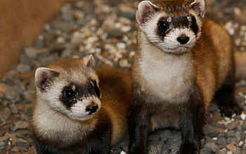 Couple, Ferrets HD wallpaper