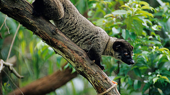 Asian Palm Civet, Small toothed, Cute little animals, Cats HD wallpaper