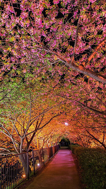 Blossoming Trees Under Lights, light, blossom, tree, earth, man made, path HD phone wallpaper