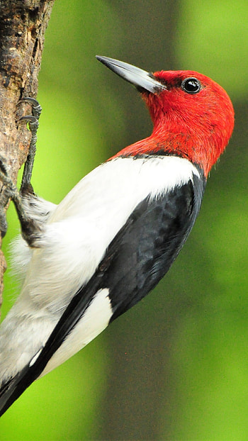Woodpecker, Cute Bird HD phone wallpaper