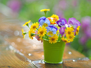 Flowers, pansy, colorful, pink, yellow, flower, green, bucket, spring HD wallpaper