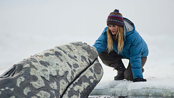 Drew Barrymore, Five movies, Best films, Big Miracle HD wallpaper