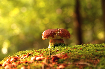 Mushrooms in forest, nature landscape HD wallpaper
