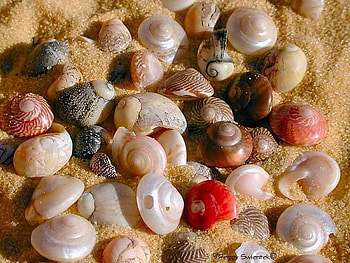 shell, sea, beautiful, beach HD wallpaper