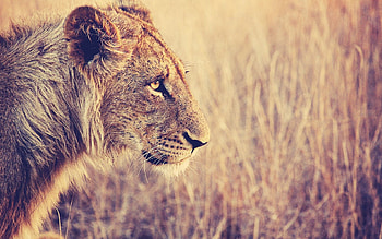 Animals, Grass, Muzzle, Lion, Predator, Big Cat, Profile HD wallpaper