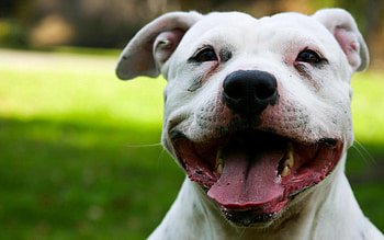 Animals, Dog, Muzzle, Nice, Sweetheart, Language, Tongue HD wallpaper