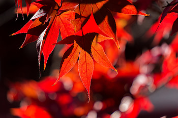 Autumn, Leaves, Macro, Branch, Maple HD wallpaper