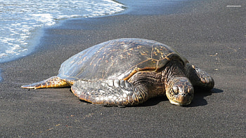 Sea turtle, Marine turtle, Turtle, Testudines, Chelonioidea HD wallpaper