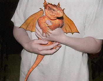 Real dragon, animals-creaturs of myth HD wallpaper