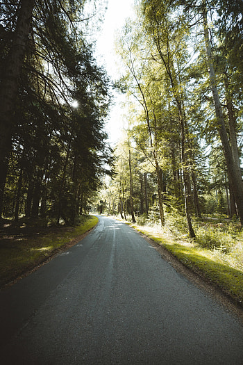 Nature, Trees, Road, Forest, Branches, Dahl, Distance HD phone wallpaper