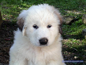 MY NAME IS BASHFUL, cute, loveable, pup, adorable HD wallpaper