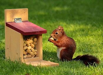 The Feeder, lawn, nuts, cute, funny, case HD wallpaper