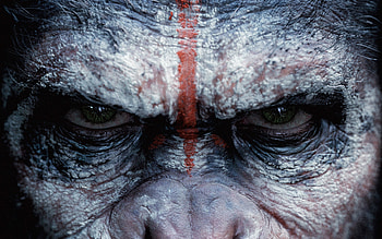 The Planet Of The Apes, monkey, movies HD wallpaper