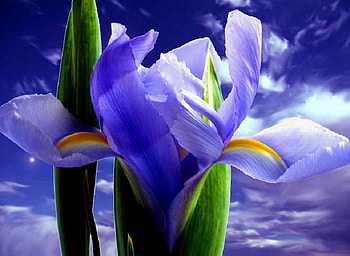 Heavenly colors, blue, plants, buds, nice, rose, others, petals, blossoms, flower, bud, roses, soft, beautiful, purple, tender, pretty, cool, nature, flowers, lovely, blooms HD wallpaper
