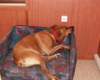 dog,madday nap, big brown labrador, resting in armchair HD wallpaper