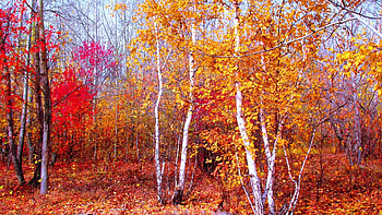 Preview crimson, gold, red, autumn, nature, trees, leaves HD wallpaper