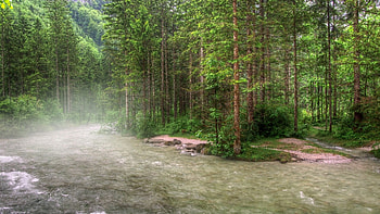 beautiful flowing river in fog r, river, shore, fog, flowing, r, forest HD wallpaper