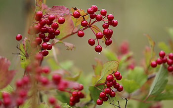 Autumn, Macro, Drop, Start, Viburnum, Beginning HD wallpaper