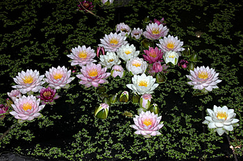 Beautiful Flowers04, Beautiful, fun, Flowers, cool, nature HD wallpaper