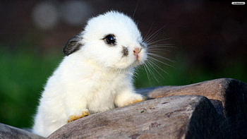 bunny, cute, white, easter HD wallpaper