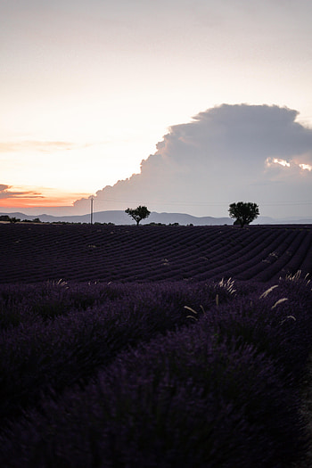Nature, Flowers, Twilight, Field, Dusk, Evening, Lavender HD phone wallpaper