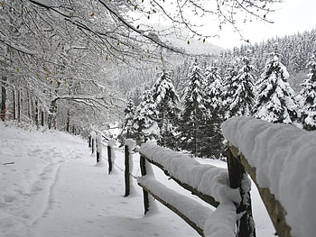 Snow on Fence, winter, trees, snow, fence HD wallpaper