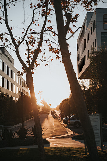 Cities, Auto, Trees, Building, Sunlight, Street HD phone wallpaper