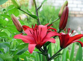 Flowers, Flower, Close-Up, Lily, Stamens, Stem, Stalk HD wallpaper