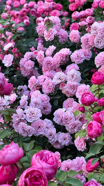 Roses, pink, petal, flower HD phone wallpaper