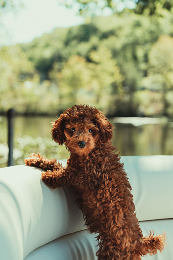 Funny, Animals, Pet, Sweetheart, Nice, Puppy HD phone wallpaper
