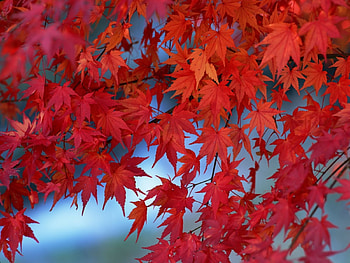 Plants, Background, Leaves HD wallpaper