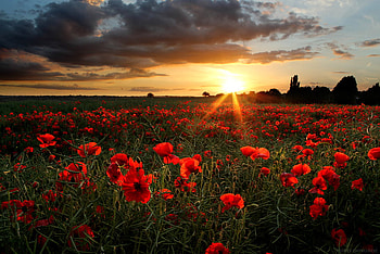 poppies, field, clouds, sky, nature, flowers, sun, sunset HD wallpaper