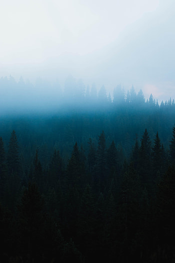 Nature, Trees, Forest, Fog, Fir, Spruce, Darkness HD phone wallpaper