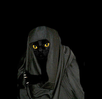 Witch Death Cat, black, animals, witches, eyes, hot, cute, cat HD wallpaper