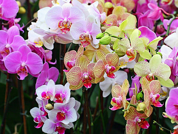 orchids, colourful, beautiful, flowers HD wallpaper