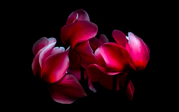 Ruby Fellows, botanical, garden, beautiful, nature, flowers HD wallpaper