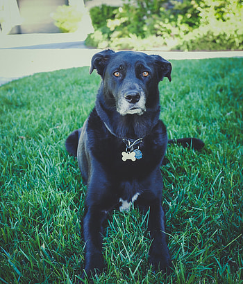 Animals, Grass, Lies, Dog, Muzzle HD phone wallpaper