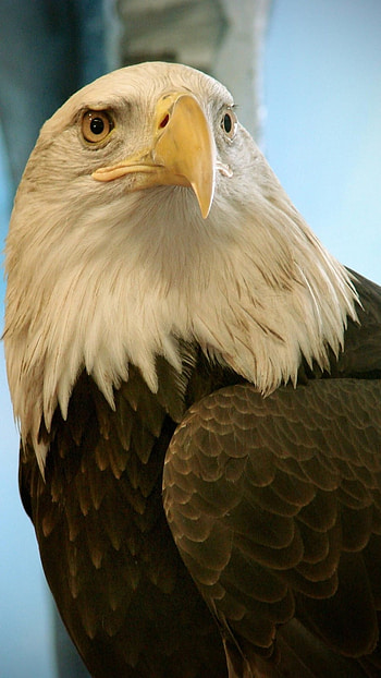 Eagle, Predator HD phone wallpaper