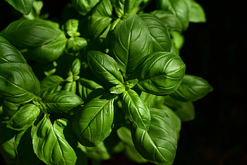 Leaves, Plant, Macro, Basil HD wallpaper