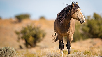 Light Brown Horse Is Standing In Blur Trees Sky Background Horse HD wallpaper